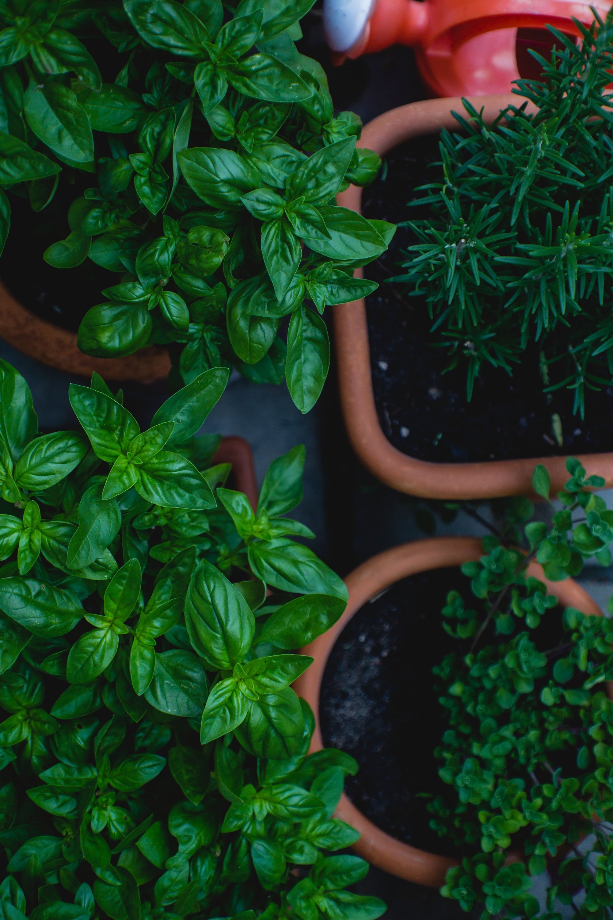 The Incredible Health Benefits of Growing Your Own Herbs