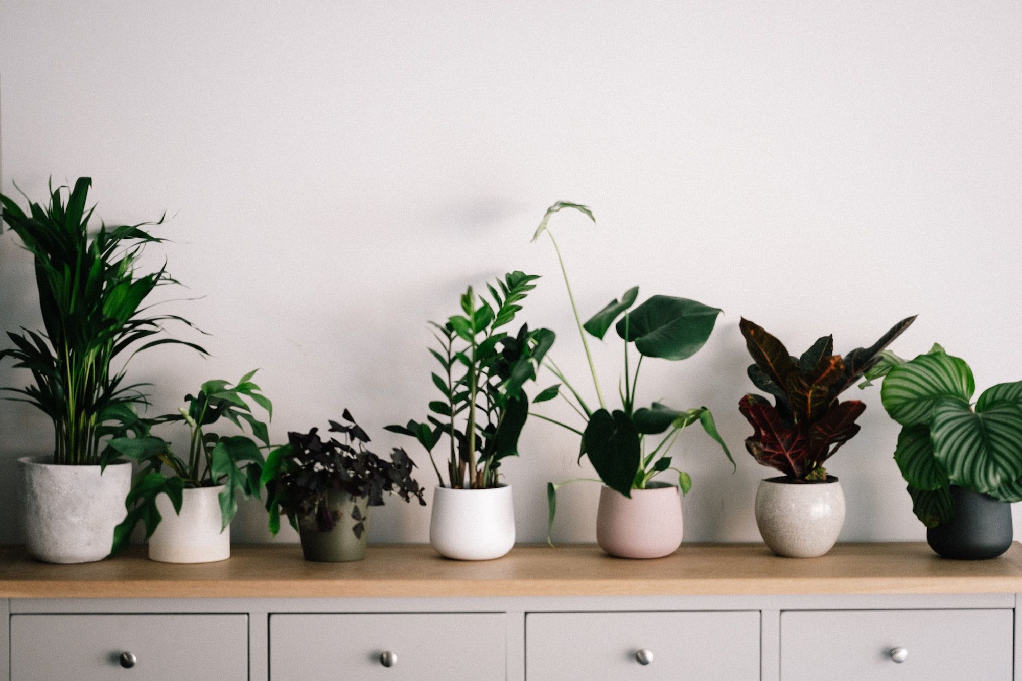 The Health Benefits of Indoor Plants